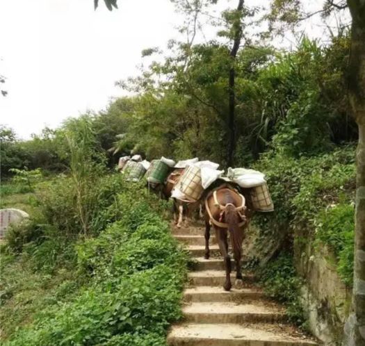 慈溪山区马帮运输