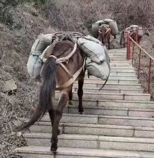 慈溪骡马运输