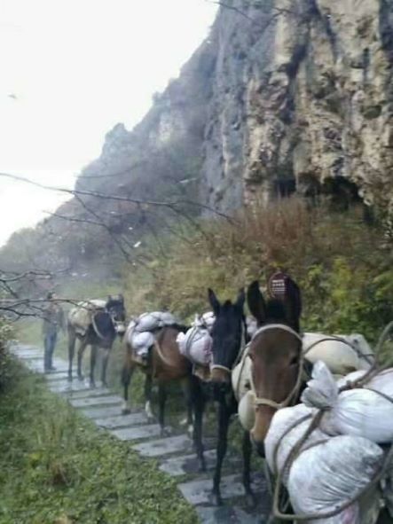 慈溪骡子运输队